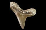 Cretaceous Cretoxyrhina Shark Tooth - Kansas #93792-1